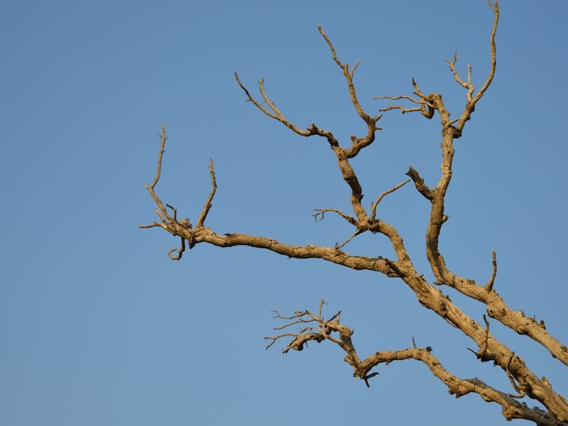 Professional tree removal crew safely cutting down a hazardous leaning tree near a Huntsville home