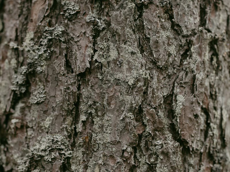 Wood boring insects trees Alabama