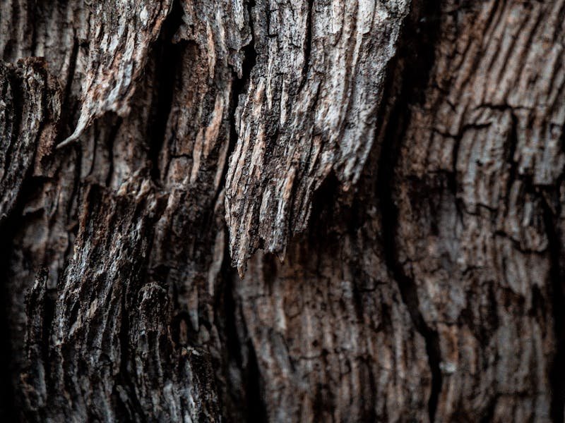 Detailed view of tree bark texture showing patterns where boring insects may target on Alabama hardwoods