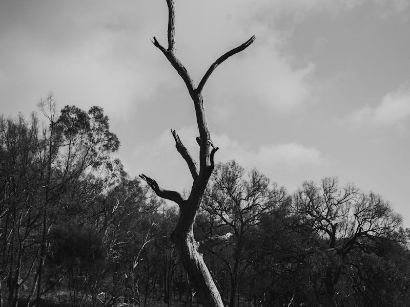 Bare tree that could be dead or dormant