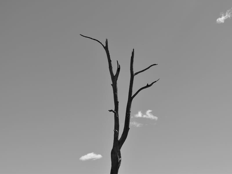 Hazardous tree assessment Huntsville