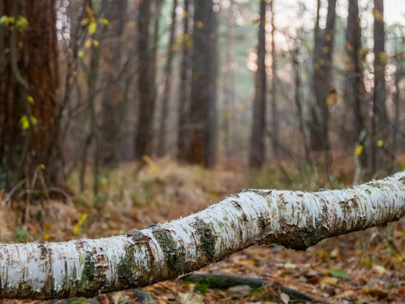 Harvest Alabama tree service guide