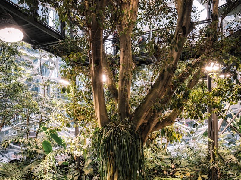 Lush tree canopy during peak growing season in a Huntsville Alabama neighborhood
