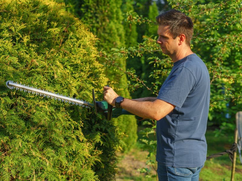 Shrub trimming and pruning in Huntsville