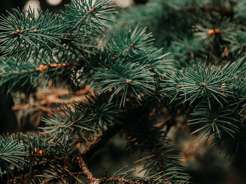 Safety equipment used by professional crews during pine tree removal operations in Huntsville