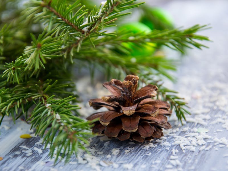 Pine needles and foliage showing signs of discoloration and stress on a North Alabama pine tree