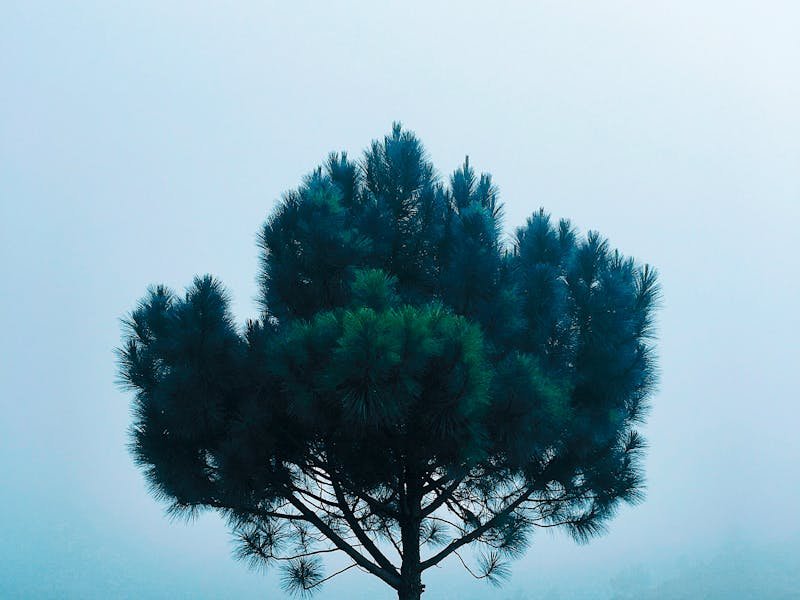 Pine tree problems in North Alabama