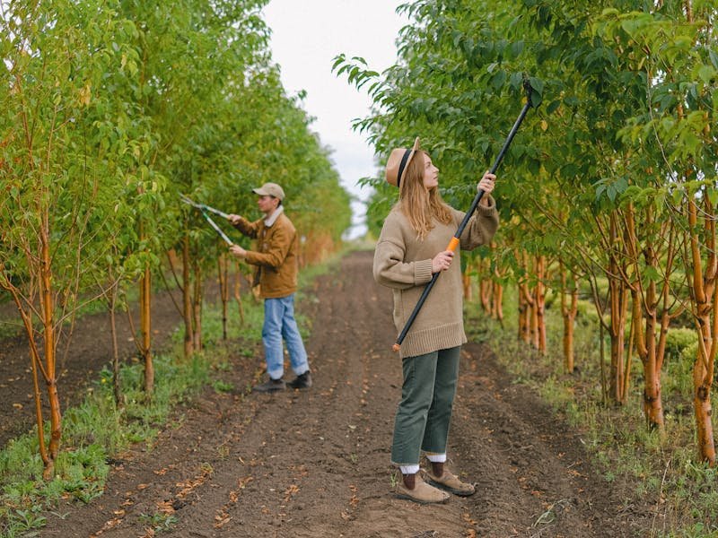 Professional tree service crew working