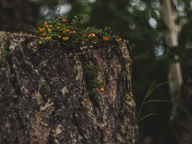 Close-up of a stump grinding machine chewing through a tree stump and producing wood chips