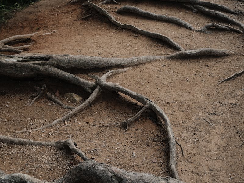 Tree root damage near foundation