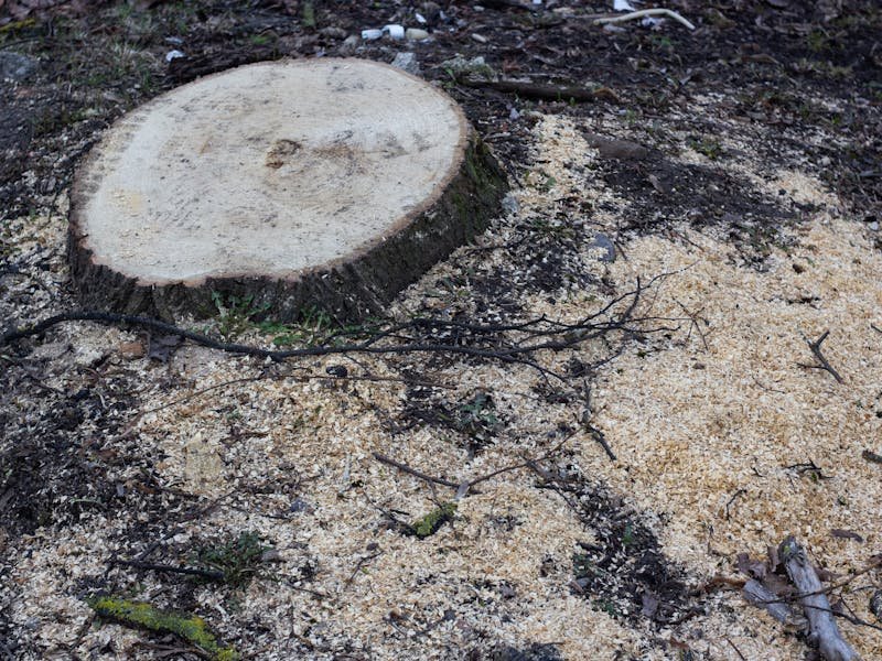 Stump grinding cost in Huntsville AL
