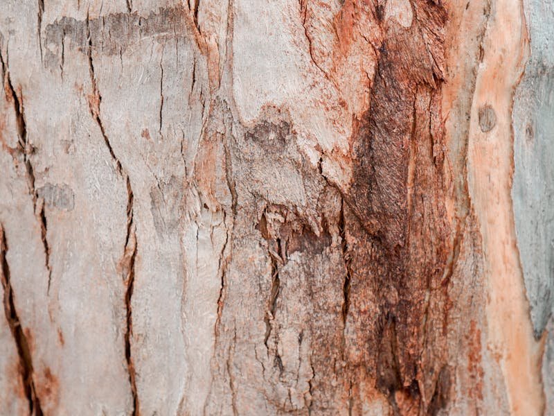 Pine trees with red and brown needles indicating pine bark beetle infestation in North Alabama