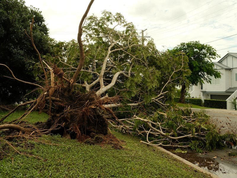 Uprooted tree that fell on property