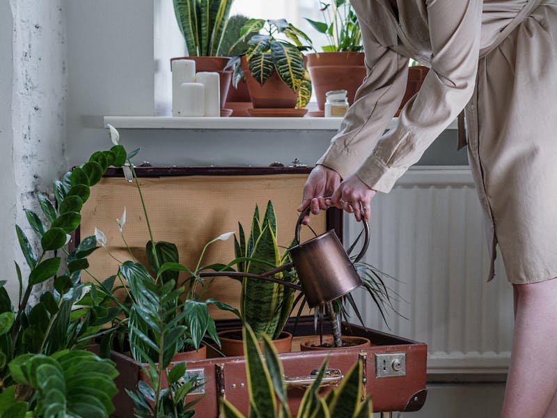 Well-maintained backyard with properly mulched trees in Huntsville