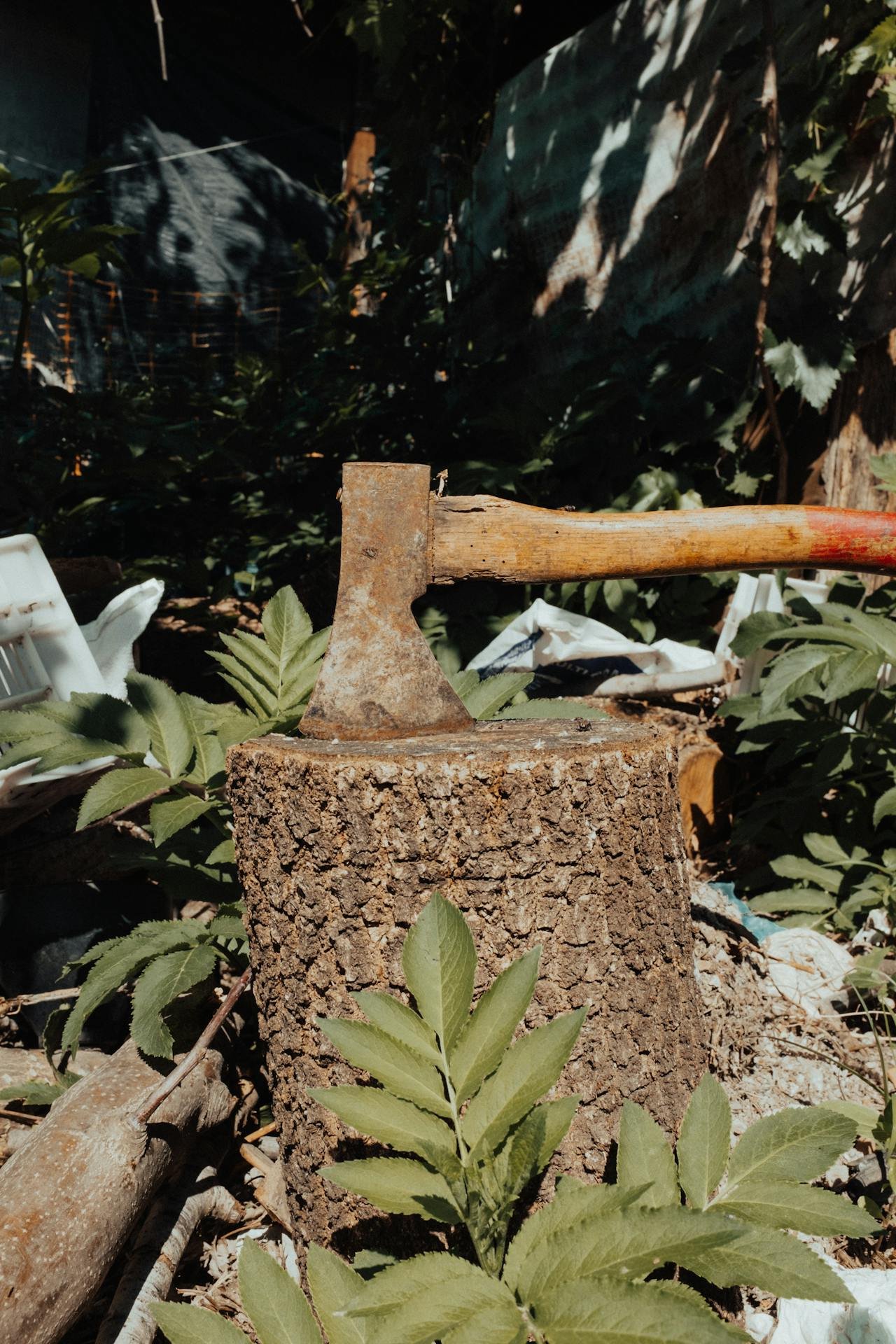 Tree stump from removed tree